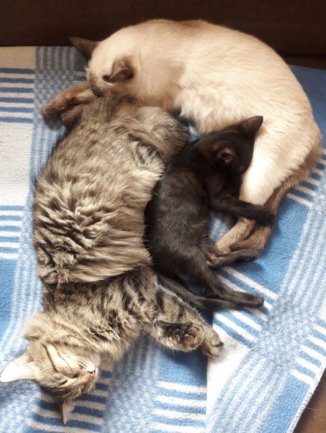 Котовторнику посвящается