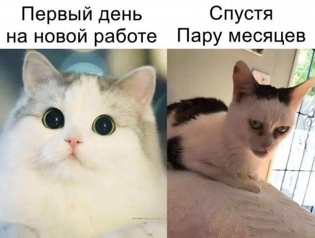 Картинки и мемы, всяко разно - 181