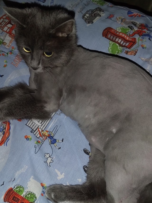 Кусь
