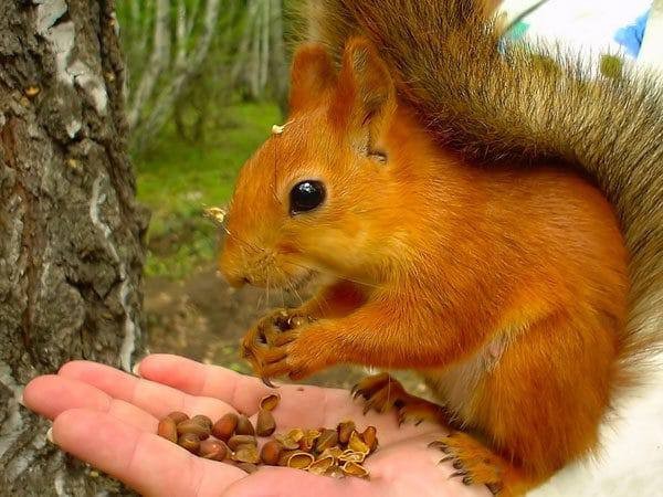 ⚡️ Мишустин включил кедровые орехи в перечень стратегически важных товаров