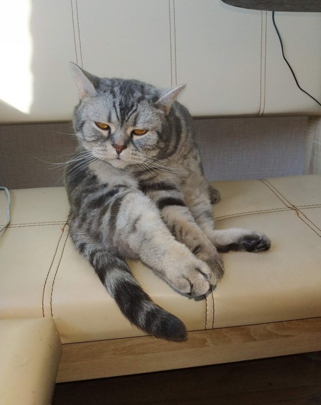 Юбилей кота 09.ХII.2013