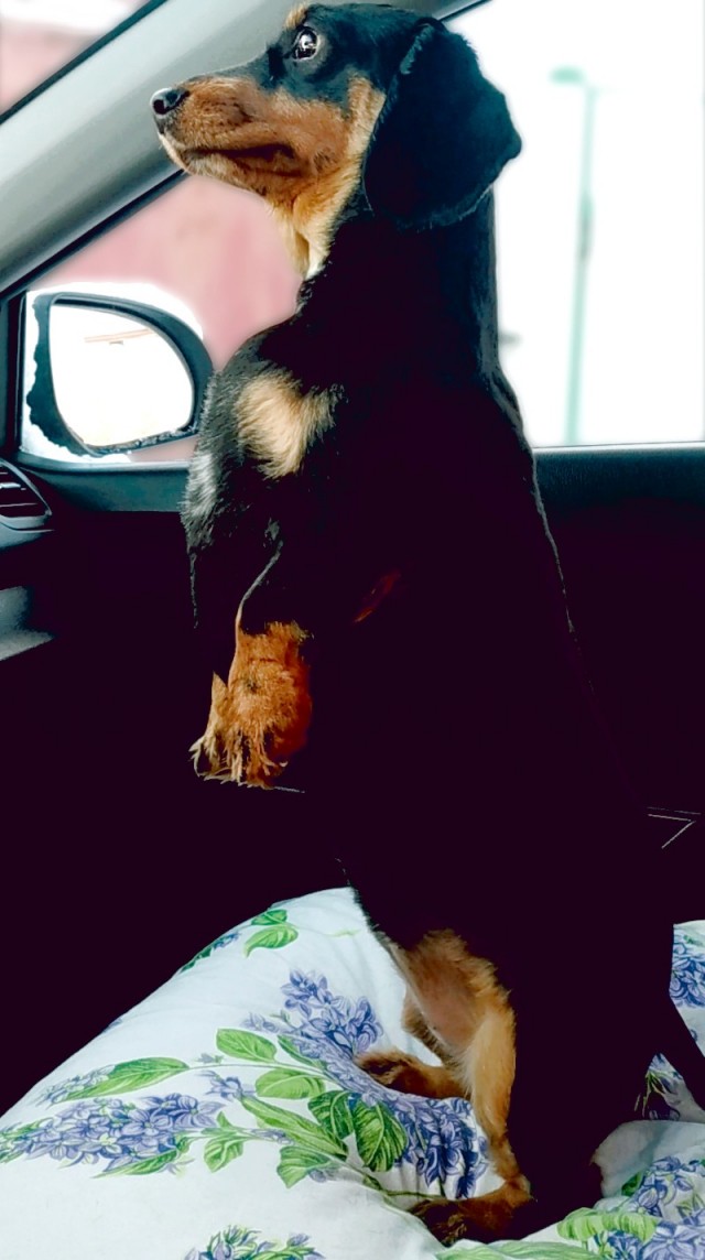 Девочка, которая не бросит