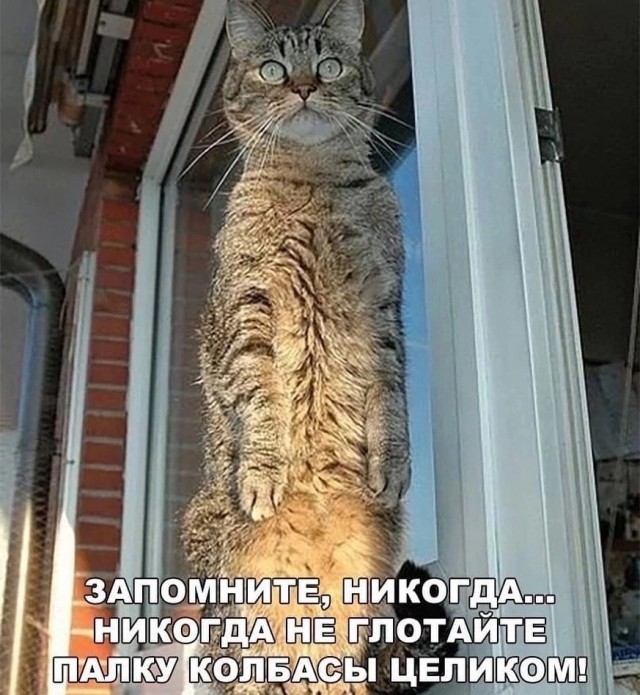 Весёлый полтишок 04.03.24