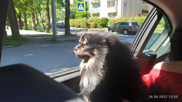 Тоша