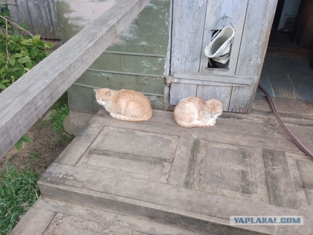 Жизнь домашнего приюта для котеек 500