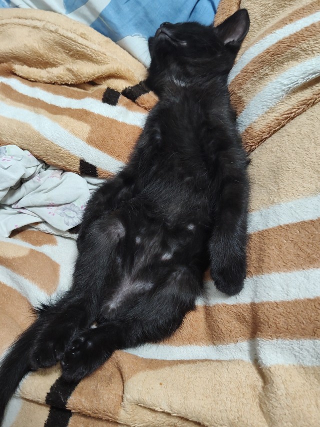Котовторник!