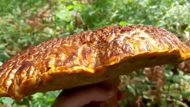 Уральские слова