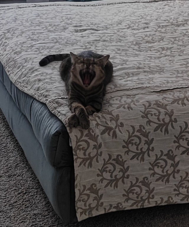 Принимайте в клуб! Котовторник же