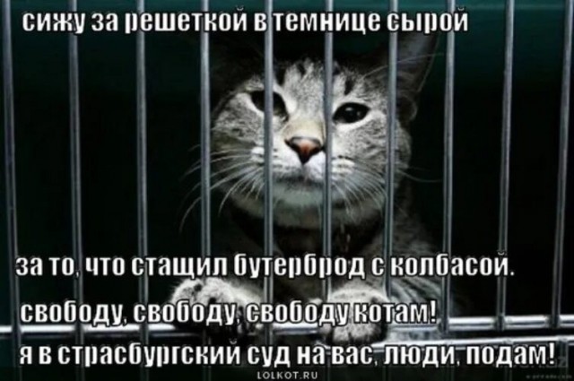 Вот тебе и котовторник