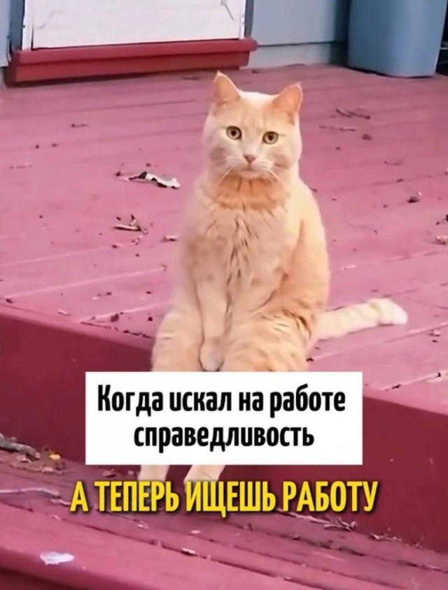 Весёлый полтишок 19.12.24