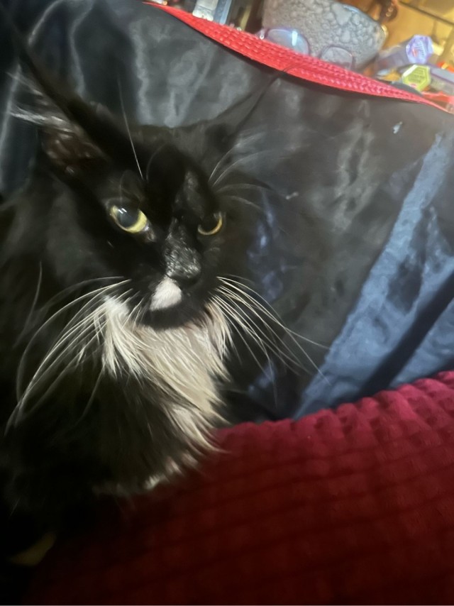 Котовторник продолжается