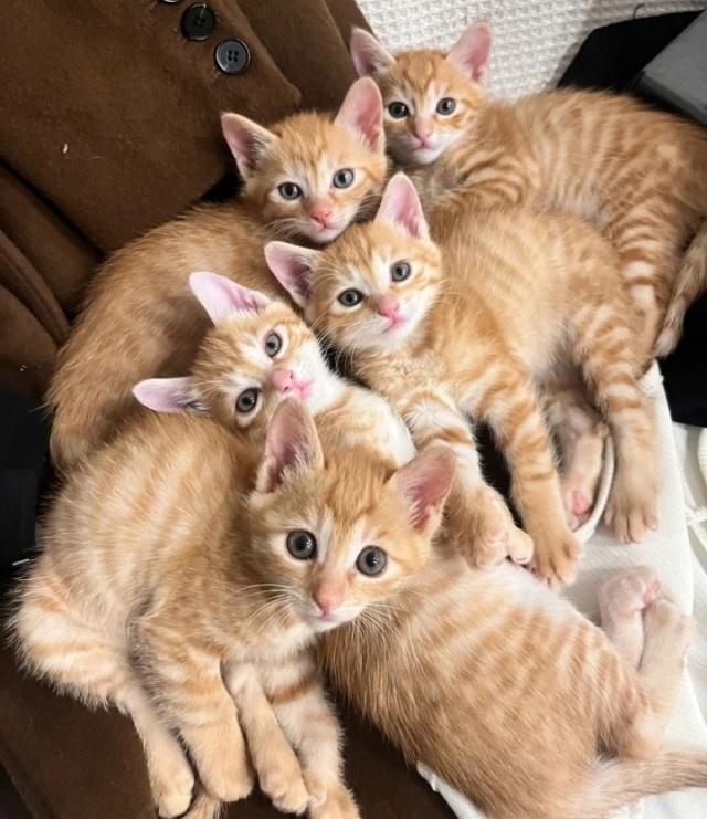 Вторник с котами.