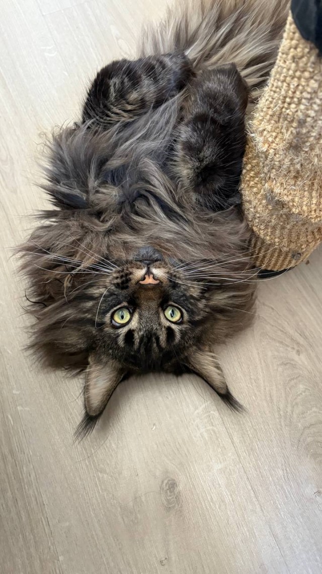 Смешные коты, которые бы победили на конкурсе абсурдных фотографий