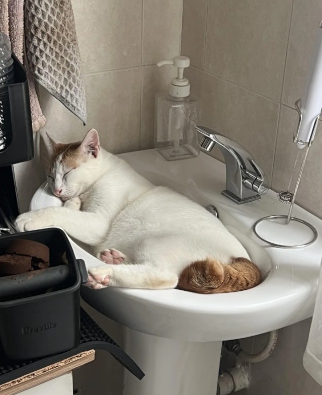 Чутка кошек