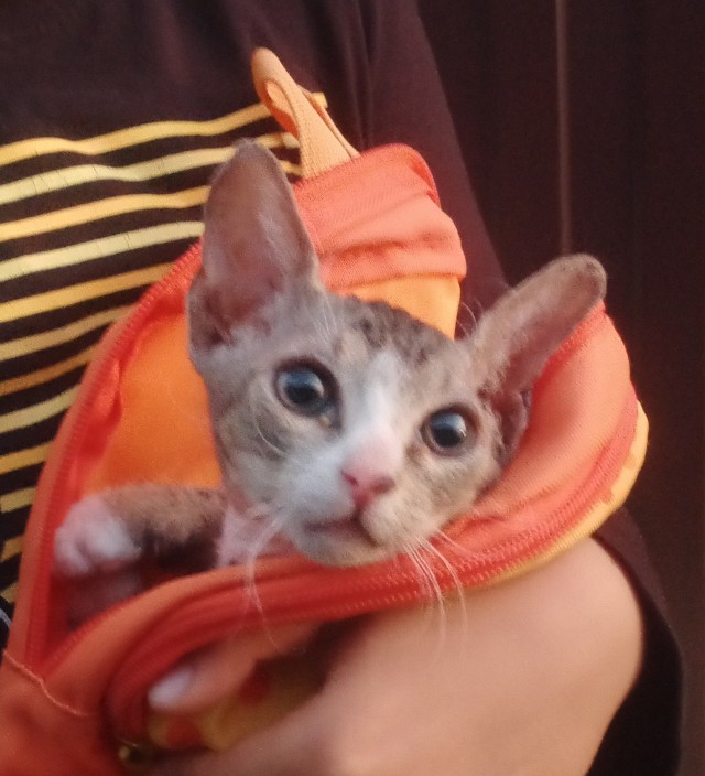 Ушла на Радугу в котовторник