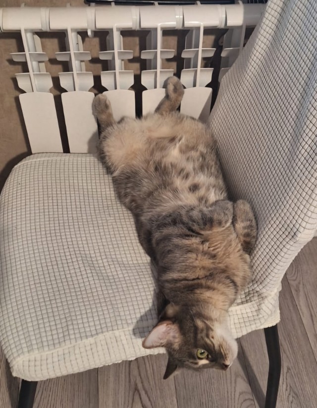 К котовторнику