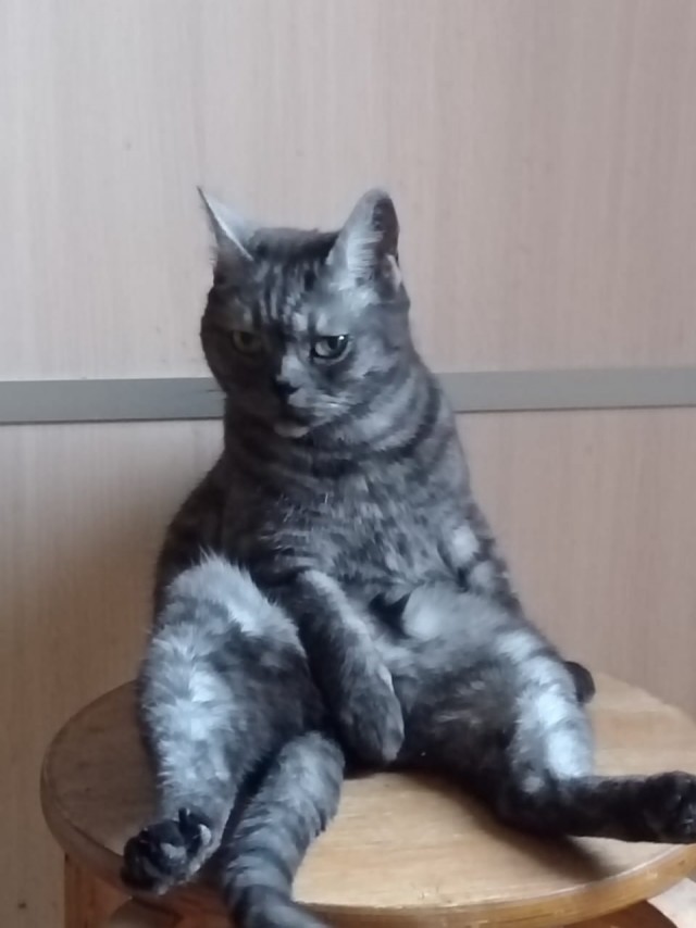 Мой кот