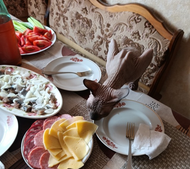 В защиту кошек породы Сфинкс канадский...