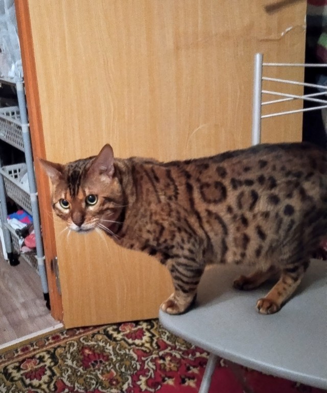 Братцы, мой кот.