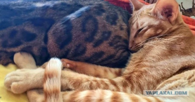 Крымский котик⁠