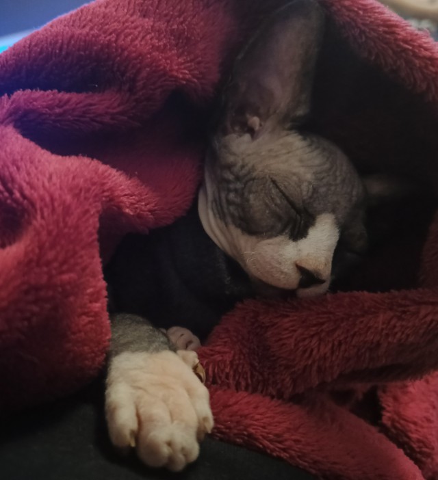 С котовторником!