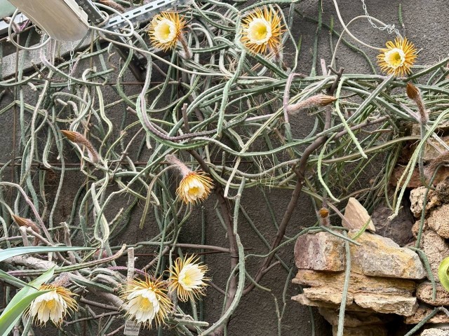 Царица ночи - Селеницереус крупноцветковый (лат. Selenicereus grandiflorus)