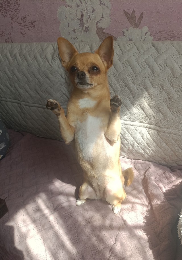 Никки
