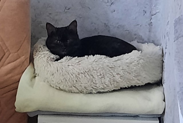 Котовторник же