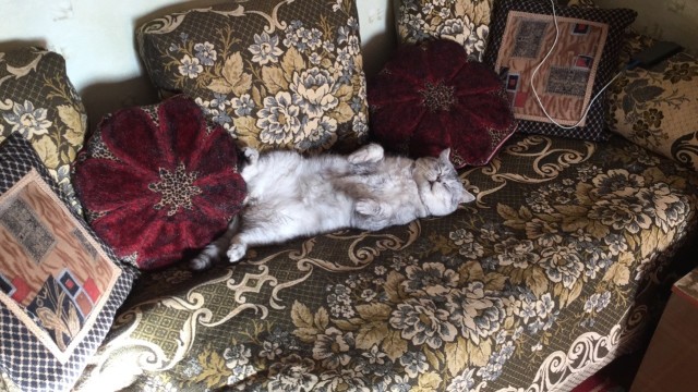Реалистичное чучело кота