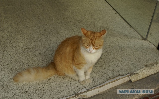 Котовторник 12.11.2013