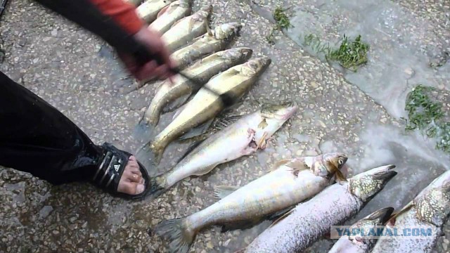 Открытие сезона зимней рыбалки.