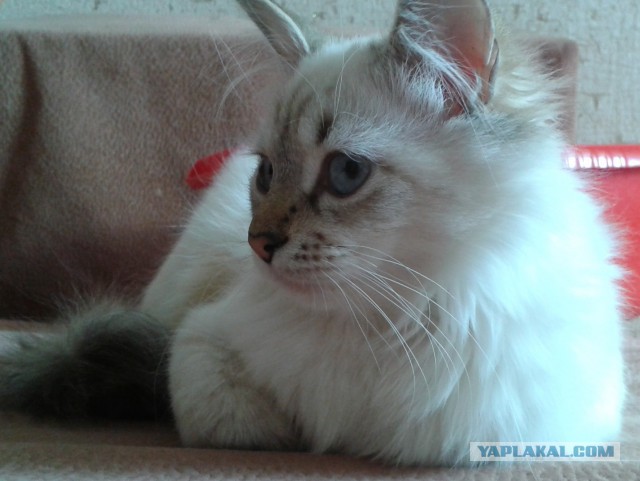 Котовторник 04.03.2014