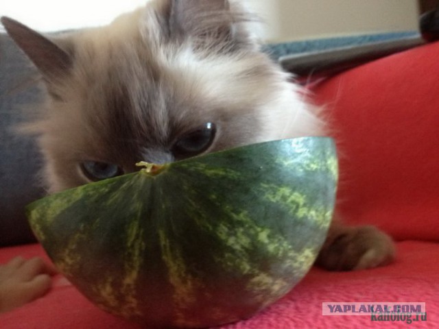 Шо ни зъим, то понадкусываю!