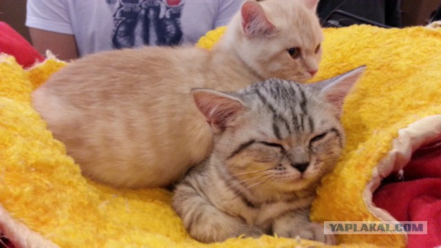 С Котовторником!