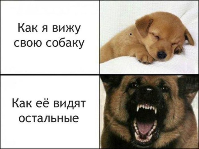 Кормит бультерьера