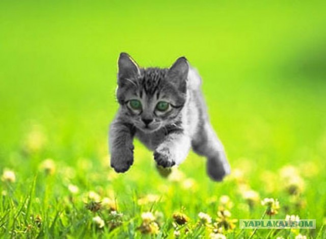 Плюсомет со шпалометом