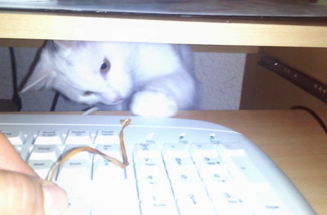 Котовторник 23.09.2014.