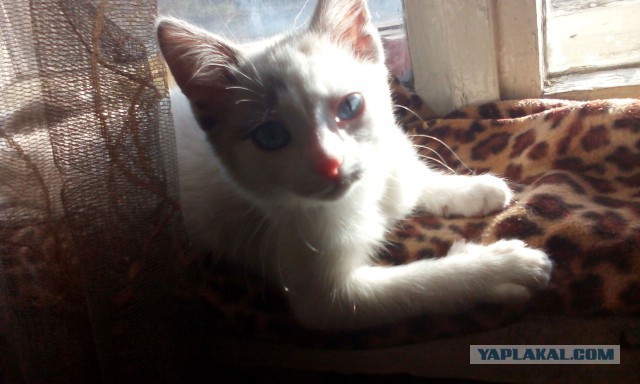Котовторник 7.10.2014