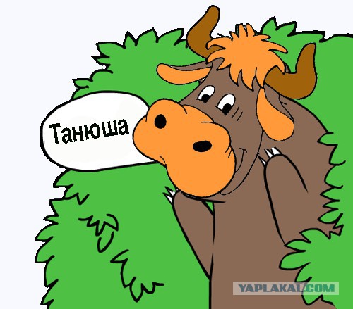Доение быка