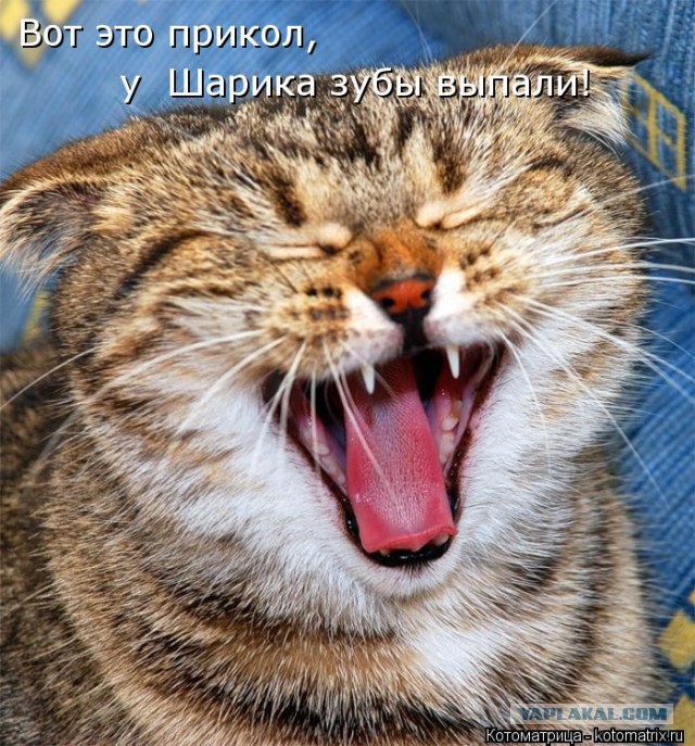 20 самых известных котов в интернете.