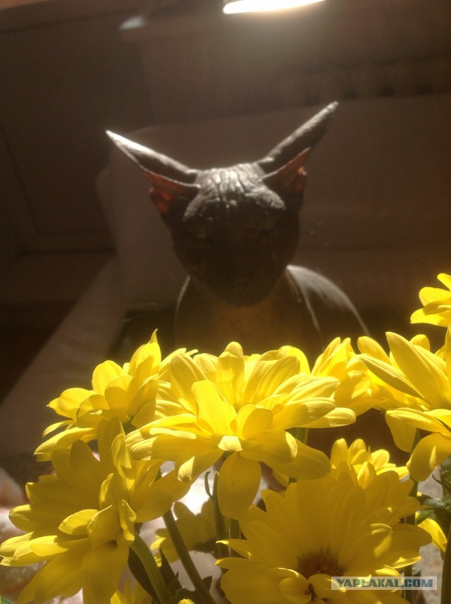 Котовторник 15-09-2015 !