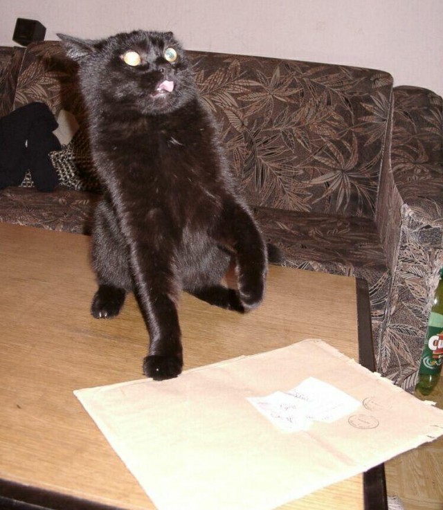 Коты, кошки, котята