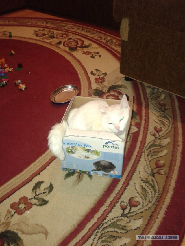 Котовторник 01.12.2015