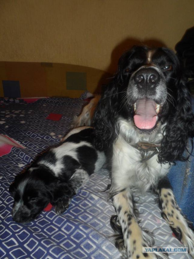 Собакочетверг же, ау!