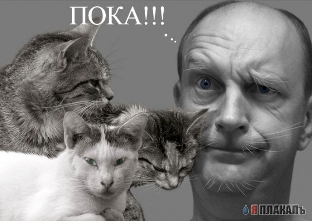 Коты, кошки, котята