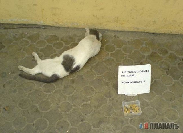 Коты, кошки, котята