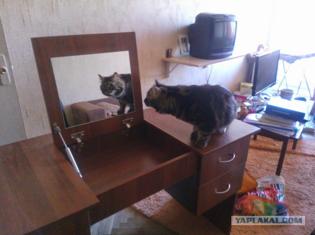 Про моего котика: нежного, злого, вредного