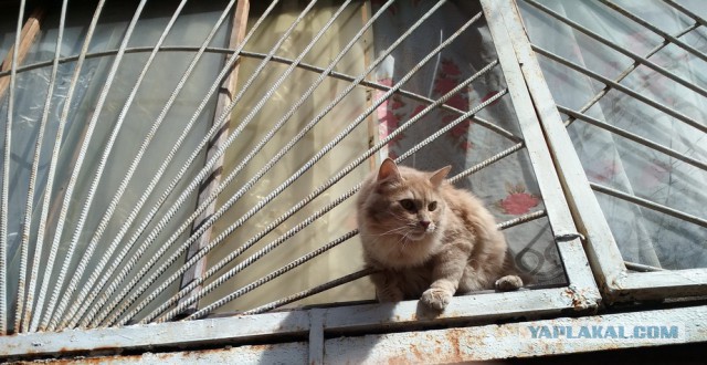 Котовторник 19.04.2016