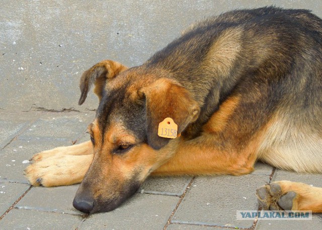 Собачье дело