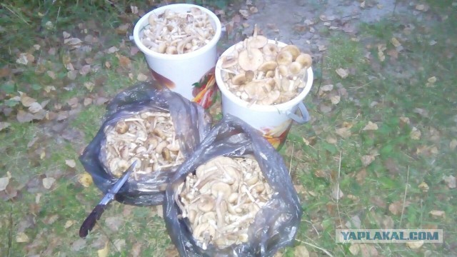 Самые ядовитые грибы в мире